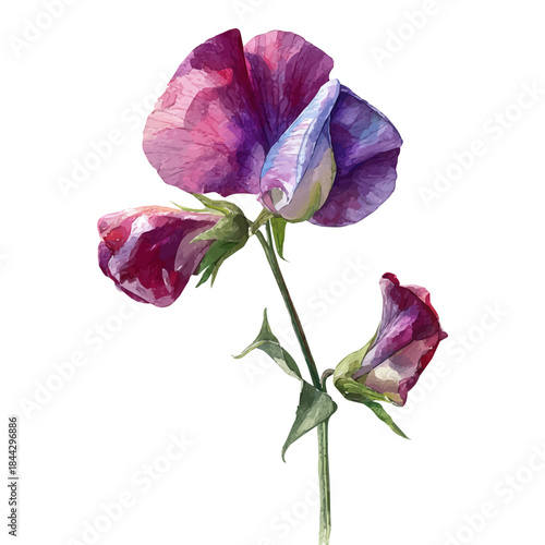 Sweet Pea Flower, watercolor illustration, vector style, isolated on a white background.