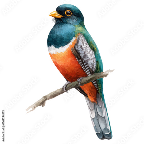 Watercolor painting of Trogon, vector illustration, isolated on white background.