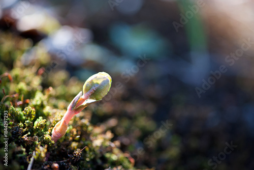 A small plant germinates in spring. Close up of young seeds germination and growing plants, wet green moss, natural background. growing, sprout, early spring. awakening of nature, macro nature