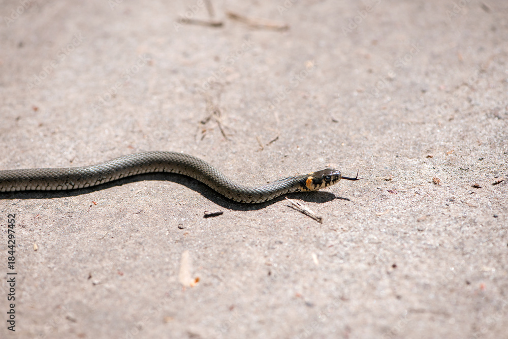 Obraz premium Natrix Laurenti. A snake crawls along the road on a warm spring day. Sunny summer weather, mating season. Macro nature. snake, already, crawl, nature, beautiful, host, road, tongue.