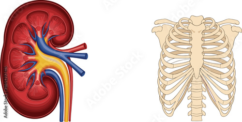 Detailed anatomical illustration set featuring human kidney and ribcage structures