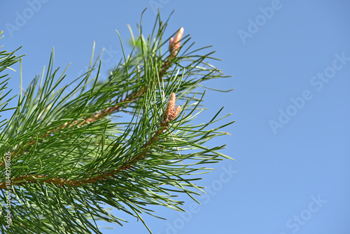 pinus resinosa. young tender cones on a pine branch in the forest. Closeup of Red Pine, Pinus resinosa, Male Pollen Cone, Pinecone, in Early Spring. natural background, medicinal, fragrant needles