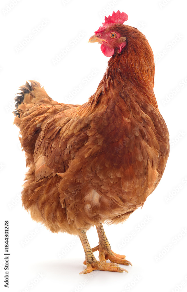 Fototapeta premium Brown laying hen chicken standing isolated on white