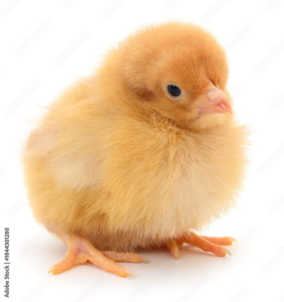 Obraz premium Small light yellow fluffy chicken isolated on white