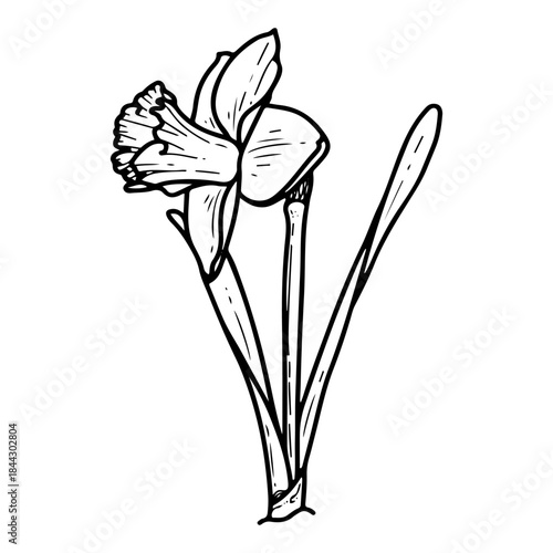 Narcissus flower with leaves. Sketch vector hand drawn. Blooming bud. Spring season. Garden bulbous plant growing from the ground. Botany, flora, nature. Botanical illustration. Engraving line art.