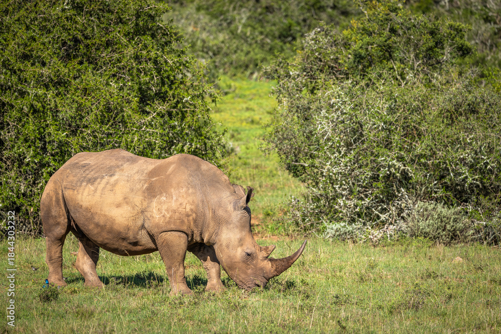 Naklejka premium A female white rhinoceros (Ceratotherium simum), Shamwari Private Game Reserve, South Africa.