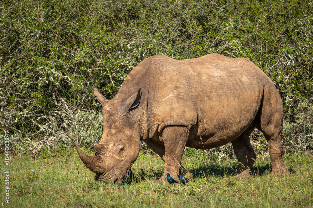 Obraz premium A female white rhinoceros (Ceratotherium simum), Shamwari Private Game Reserve, South Africa.