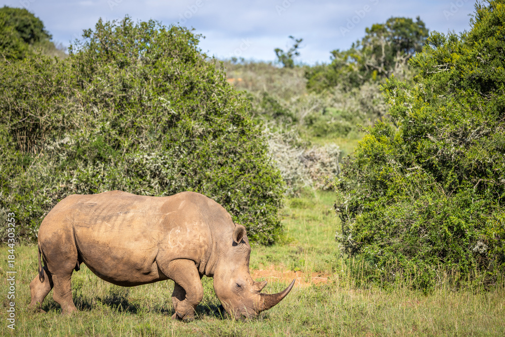 Naklejka premium A female white rhinoceros (Ceratotherium simum), Shamwari Private Game Reserve, South Africa.