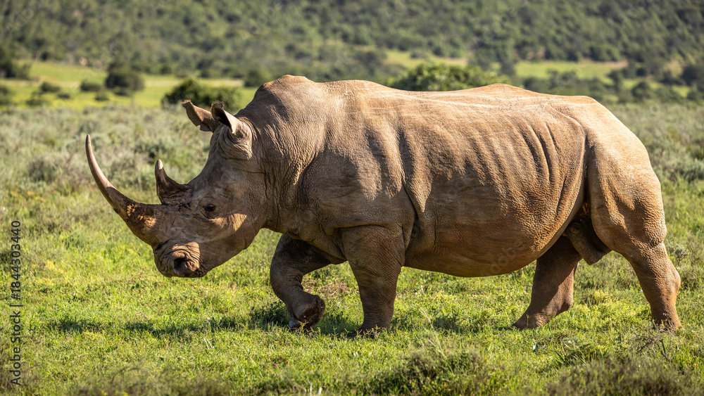 Obraz premium A female white rhinoceros (Ceratotherium simum), Shamwari Private Game Reserve, South Africa.