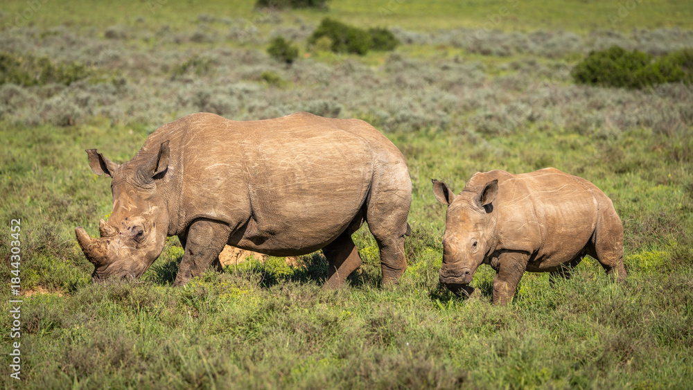 Fototapeta premium White rhinoceros with a calf (Ceratotherium simum), Shamwari Private Game Reserve, South Africa.