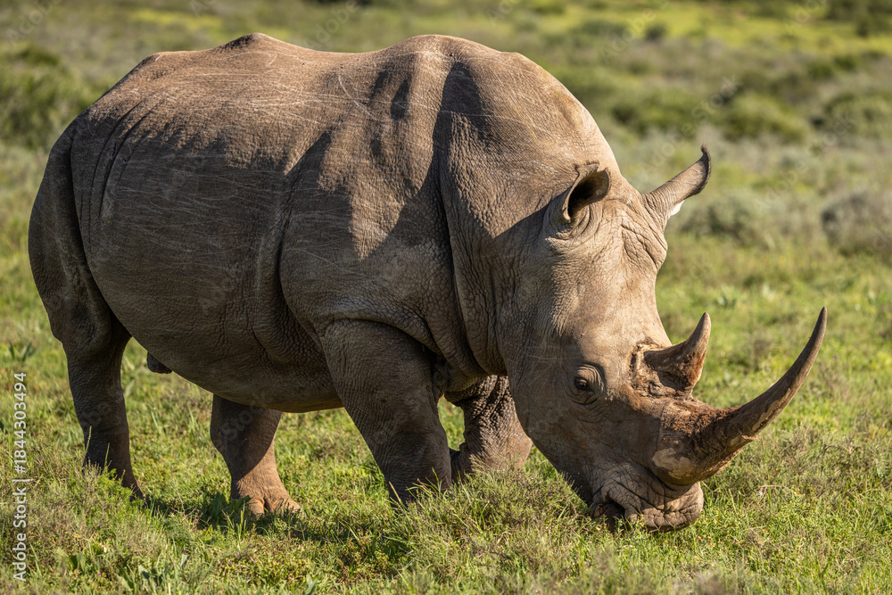 Obraz premium A female white rhinoceros (Ceratotherium simum), Shamwari Private Game Reserve, South Africa.