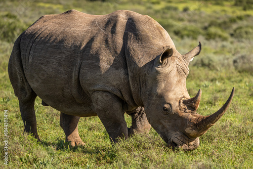 A female white rhinoceros (Ceratotherium simum), Shamwari Private Game Reserve, South Africa.
