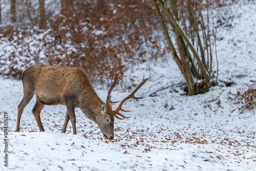 Wallpaper Mural Red deer stag foraging for food in winter snow Torontodigital.ca