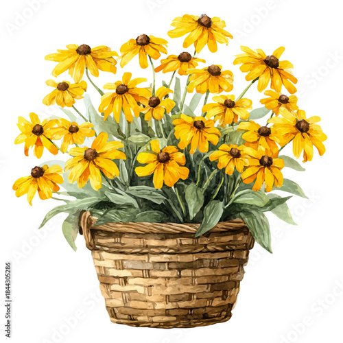 Tableau sur toile Rudbeckia Basket in watercolor style, vector illustration, isolated on white background