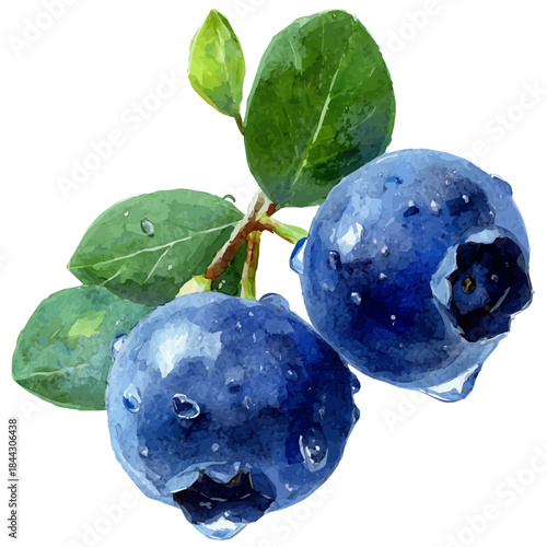 Watercolor vector illustration of Bilberry Slices, isolated on white background.