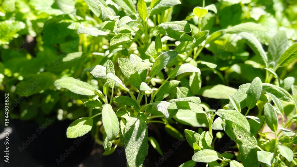 Obraz premium Fresh green leaves of sage.