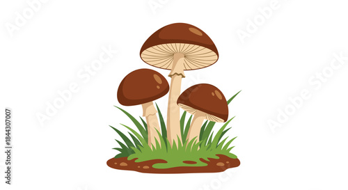 Simple and clean illustration of three brown honey fungus mushrooms growing in a patch of green grass on a white background.