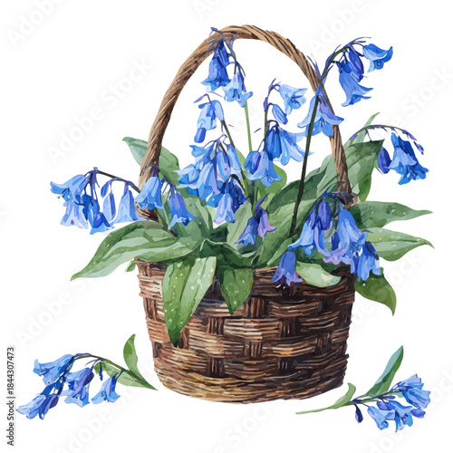 Watercolor illustration of Bluebell Basket, vector artwork, isolated on white background.