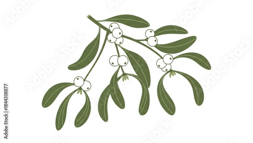 Mistletoe branch with green leaves and white berries on white background for christmas decoration