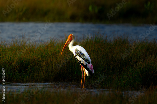 Photography Heron in Wilpattu