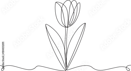 Tulip one line drawing. Continuous line drawing of flower tulip.Abstract flower continuous line. Minimalist contour drawing of tulip.