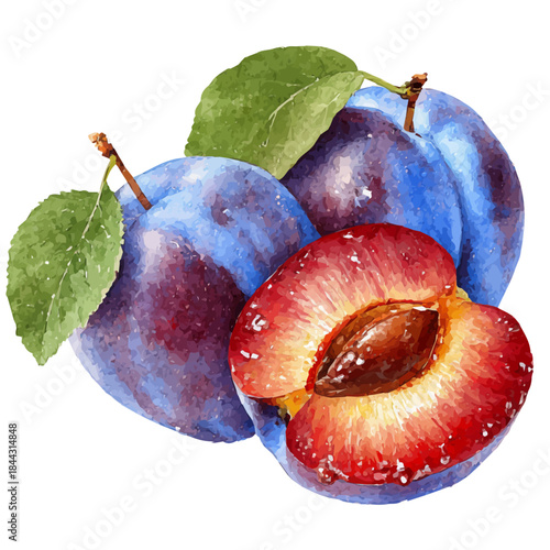 Watercolor illustration of Plum Slices, vector artwork, isolated on white background.