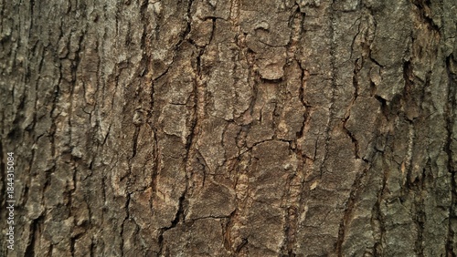 A detailed, close-up view of dark brown, rough, and deeply furrowed tree bark, showing its natural, rugged texture and cracks.