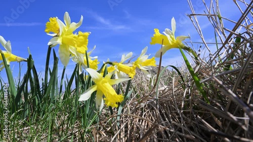 Narcissus pseudonarcissus, wild daffodil, Lent lily, Mount Beigua Regional Natural Park,  Mount Beigua, Italy 