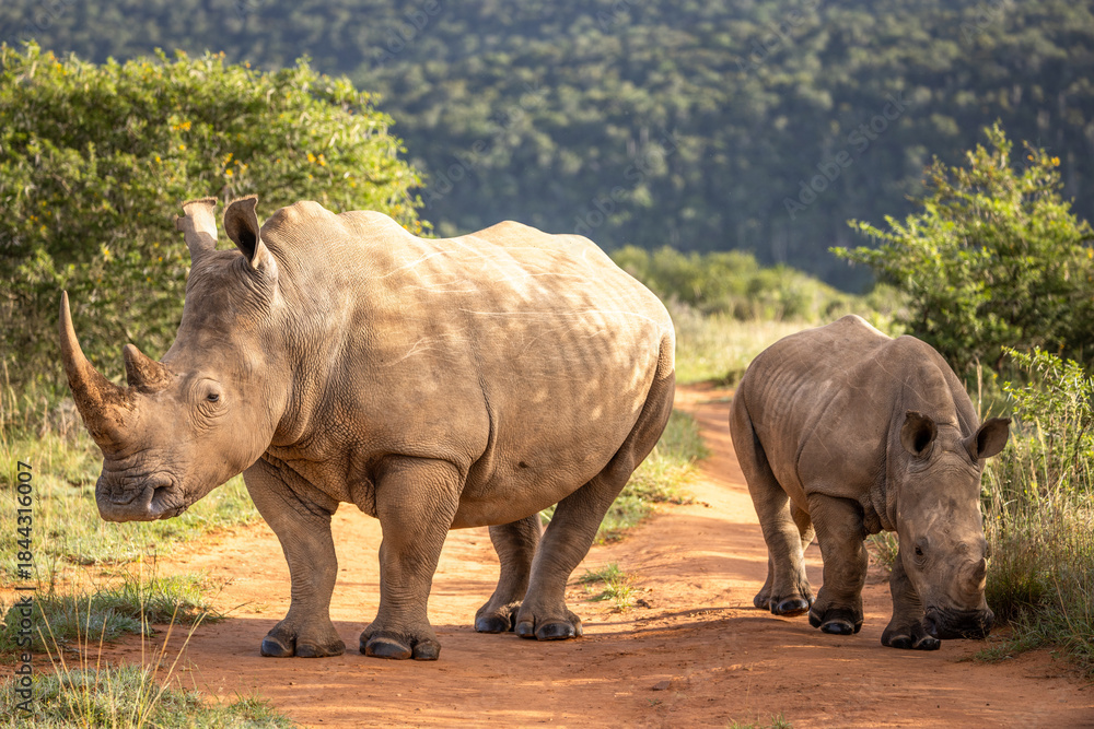 Obraz premium A female white rhinoceros with calf (Ceratotherium simum), Shamwari Private Game Reserve, South Africa.