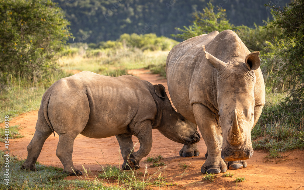 Naklejka premium A female white rhinoceros nursing her calf (Ceratotherium simum), Shamwari Private Game Reserve, South Africa.