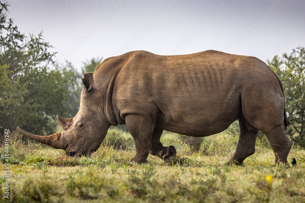 Obraz premium A female white rhinoceros (Ceratotherium simum), Shamwari Private Game Reserve, South Africa.
