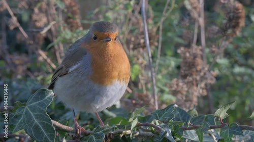 European Robin (Erithacus rubecula) in closeup looking for food among ivy leaves on top of a stone wall. Kent, UK, December. 