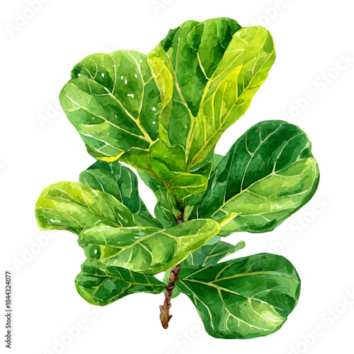 Watercolor vector illustration of Fiddle Leaf Fig, isolated on white background.