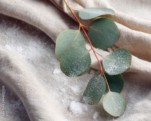 Snow-dusted eucalyptus leaves on neutral linen, soft shadows, high-detail macro