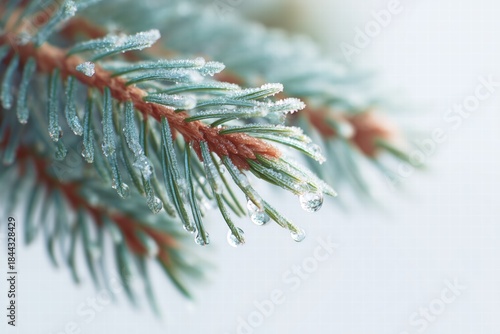 Close-up of frosted pine needles with dew drops, clean white background, subtle shadows, hyper-realistic textures