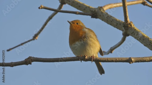 European Robin (Erithacus rubecula) in closeup, singing from the branch of a tree. Kent, UK, December. With sound