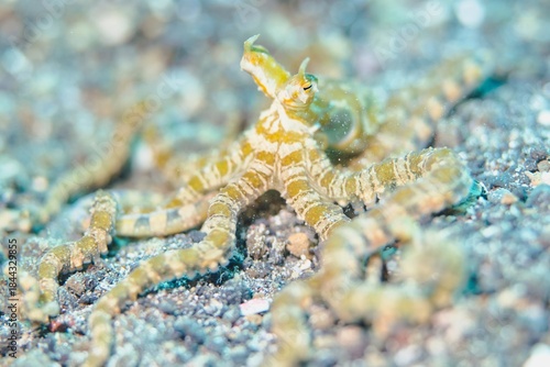 Foto Mimic Octopus in the Lembeh Strait, Sulawesi, Indonesia
