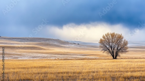 Sunlit landscape with storm clouds and lone tree on field