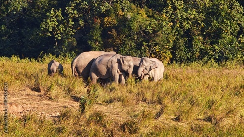 Bild auf Leinwand A herd of wild elephants came out of the forest to eat salt licks at Khao Yai National Park, Thailand