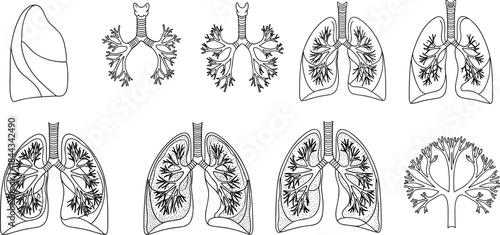 Detailed Set of Human Lung and Bronchial Tree Outline Illustrations, Showing Various Lobe and Bronchi Structures for Medical and Educational Diagrams.