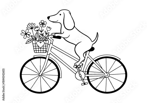A charming black and white illustration of a dachshund dog riding a bicycle with a basket full of flowers.