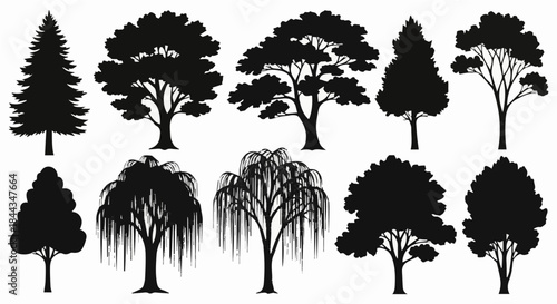 Botanical Silhouettes: Variety of Deciduous and Coniferous Trees