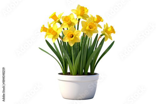 Wallpaper Mural Yellow Daffodils in White Pot, Fresh Spring Flowers Torontodigital.ca