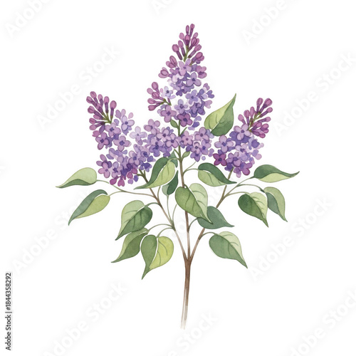 Watercolor Delicate purple lilac branch isolated on a transparent background