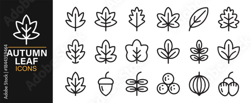 Modern vector autumn leaf illustrations for eco and outdoor graphics