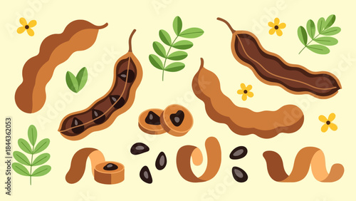 illustration of seed pods and plant elements with green leaves and small