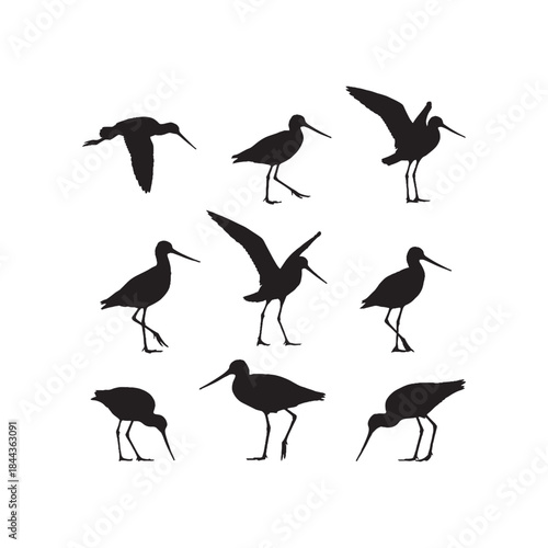 Tailed Godwit Silhouettes Collection,Tailed Godwits Silhouettes,Vector Tailed Godwit Silhouettes,Wading Bird Silhouettes,tailed godwit vector