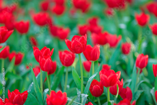 Red Tulip flowers blooming in garden, Springtime