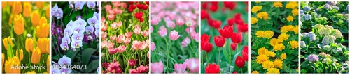 Various a beautiful flowers blooming in garden, Springtime