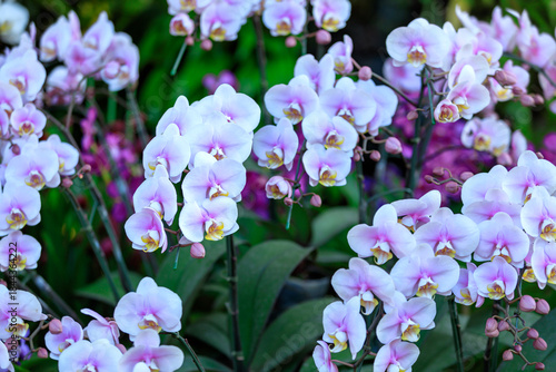Beautiful orchid flowers blooming in garden, Close up of orchid